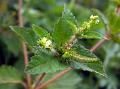 Hairy Croton